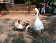 Gengeswara swans