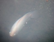 White Fish in Kunda